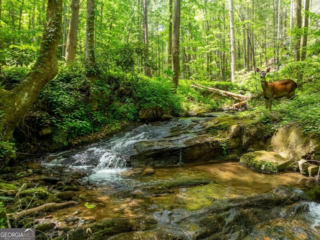 view of local wilderness