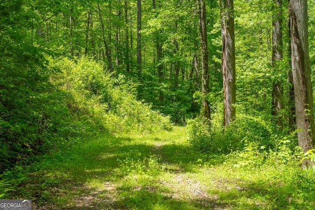 view of local wilderness