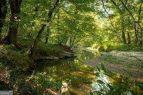 view of local wilderness