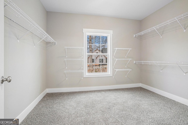 walk in closet with carpet flooring