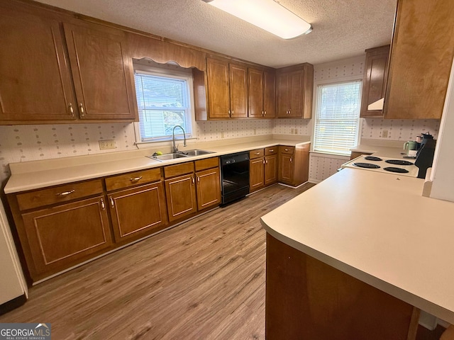 kitchen with sink, a wealth of natural light, black dishwasher, and light wood-type flooring