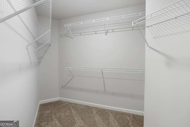 walk in closet featuring carpet floors