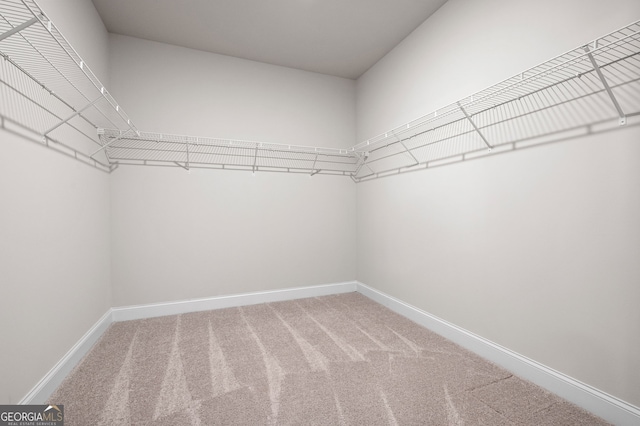 walk in closet featuring carpet flooring