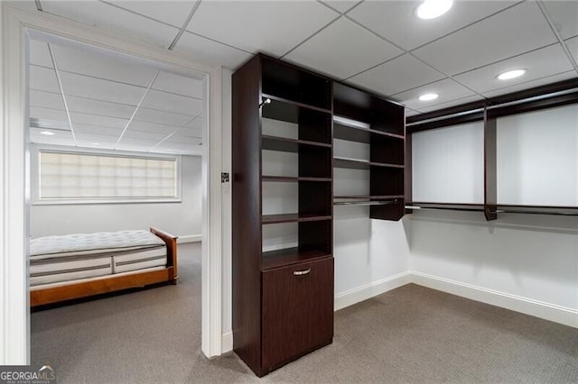 spacious closet with a paneled ceiling and carpet floors