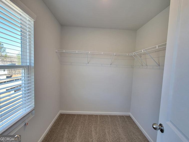 spacious closet featuring carpet