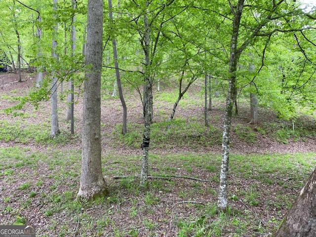 view of local wilderness