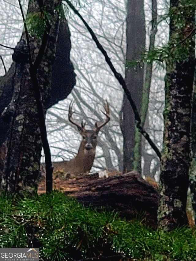 view of nature