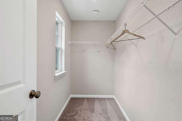 spacious closet featuring carpet floors