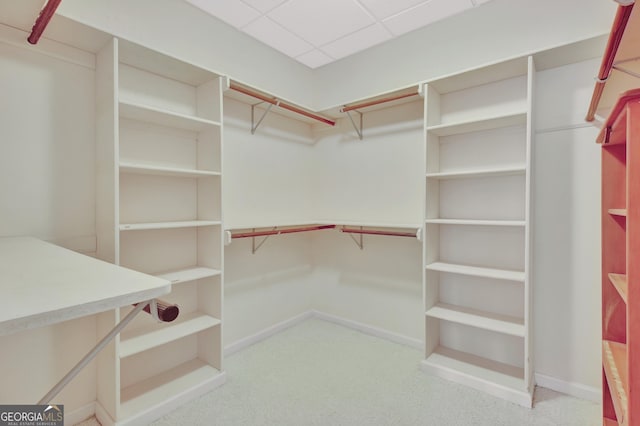 spacious closet featuring light carpet and a paneled ceiling