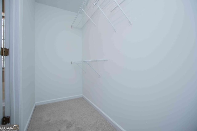 spacious closet featuring carpet flooring