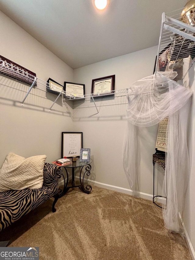 spacious closet featuring carpet flooring