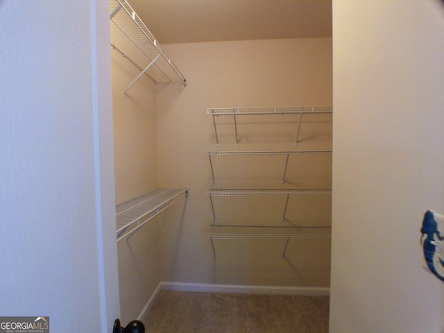 walk in closet with carpet flooring