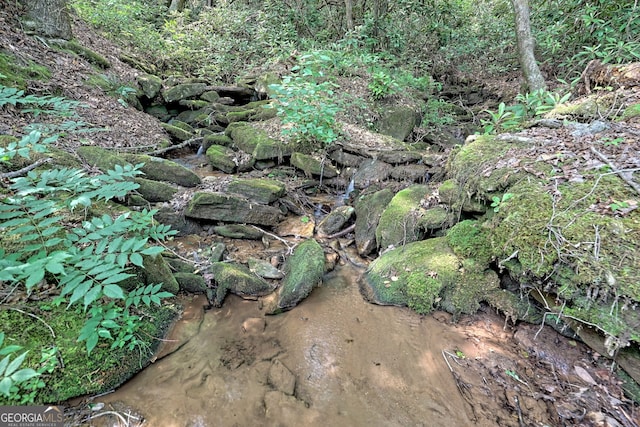 view of local wilderness