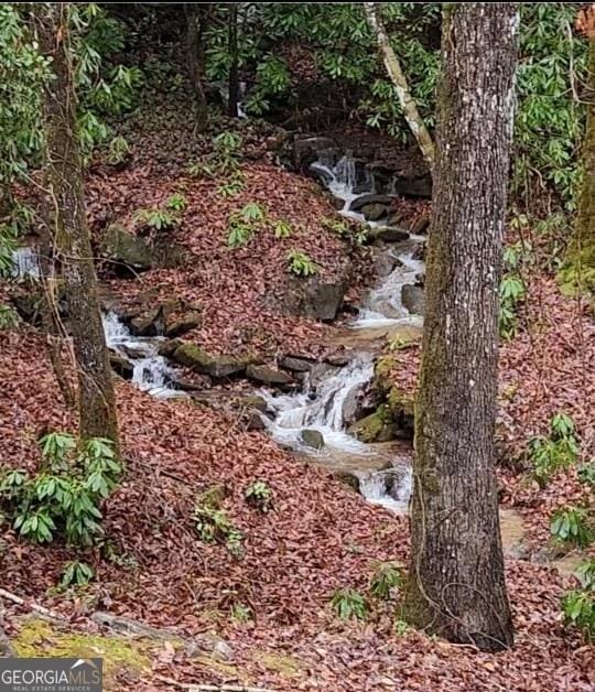 view of local wilderness