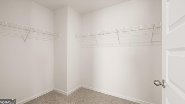 spacious closet featuring carpet flooring