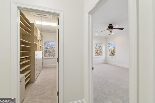 walk in closet with attic access, ceiling fan, and light colored carpet