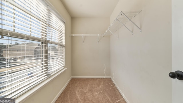 spacious closet featuring carpet flooring