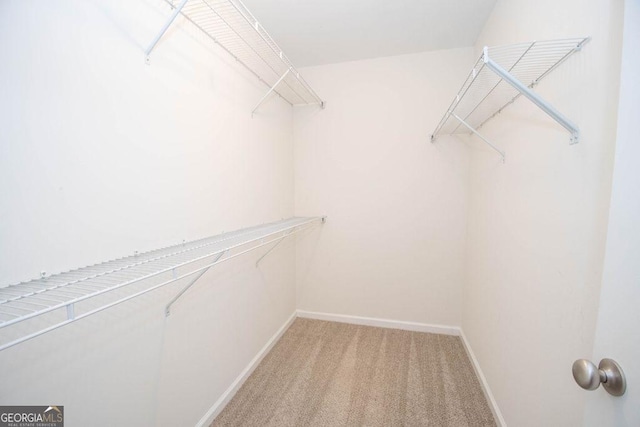 walk in closet featuring carpet floors