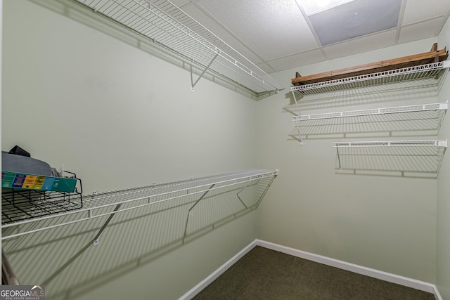 spacious closet featuring dark colored carpet and a drop ceiling