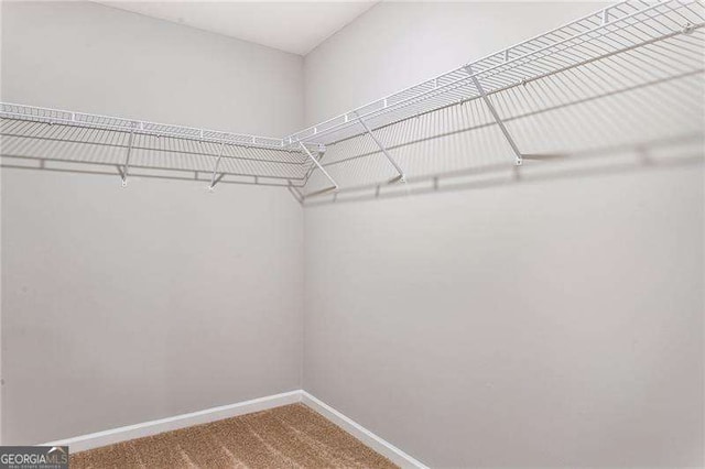 walk in closet with carpet floors