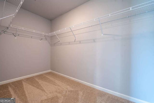 walk in closet featuring carpet