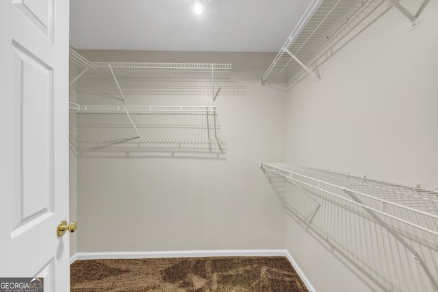 spacious closet featuring carpet