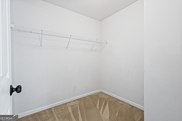 spacious closet featuring carpet floors