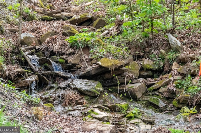 view of local wilderness