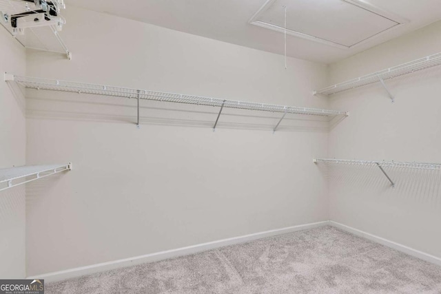 spacious closet featuring attic access and carpet flooring