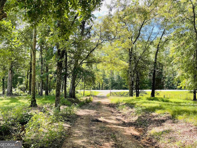 view of local wilderness with a view of trees