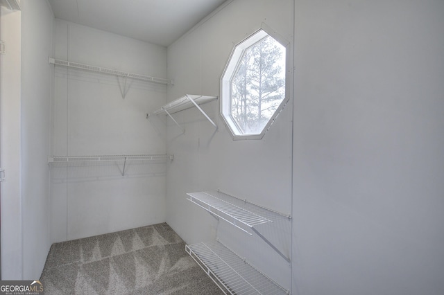 spacious closet featuring carpet flooring