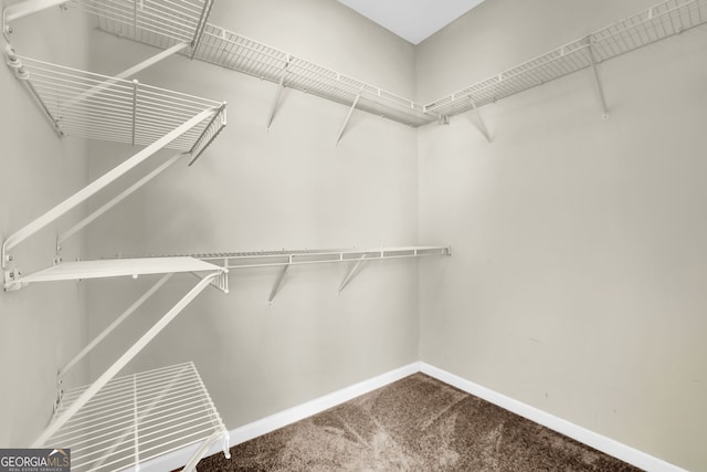 walk in closet featuring carpet flooring