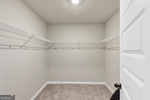 walk in closet with carpet floors