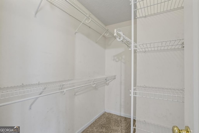 walk in closet featuring carpet floors