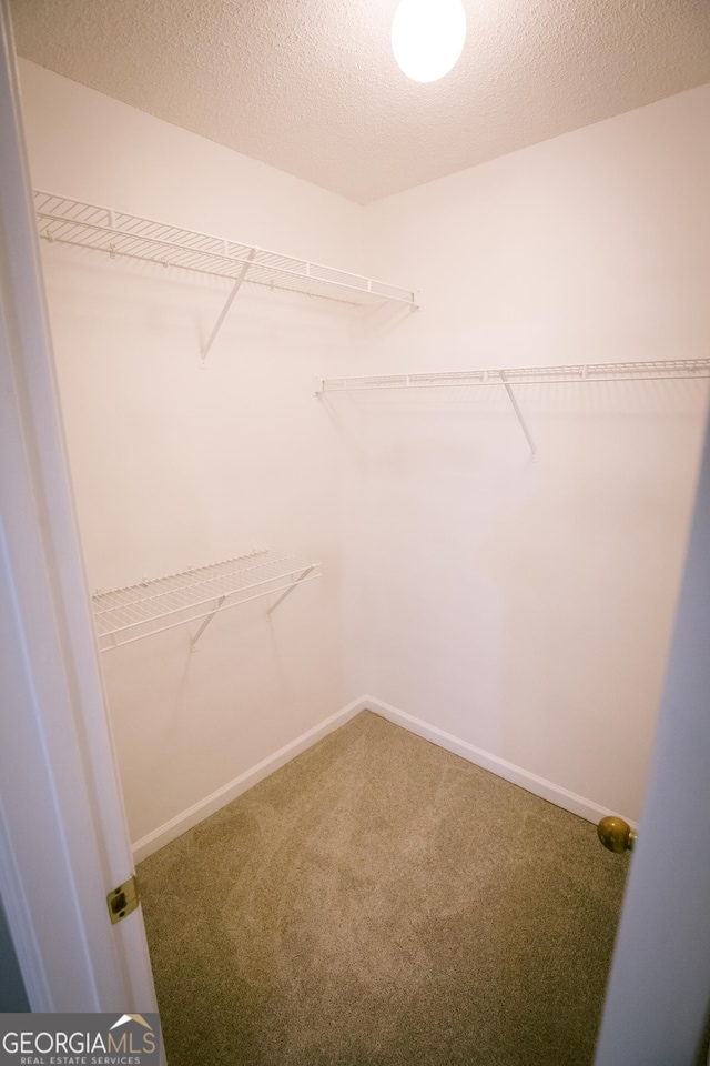 spacious closet featuring carpet floors