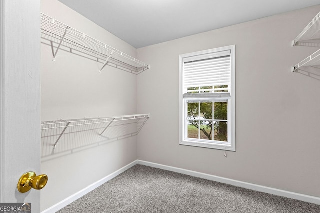 spacious closet featuring carpet floors