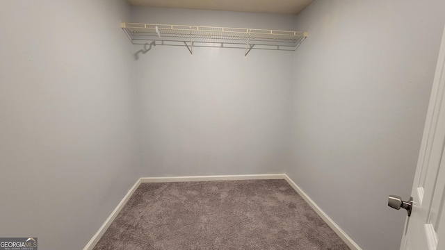 spacious closet featuring carpet