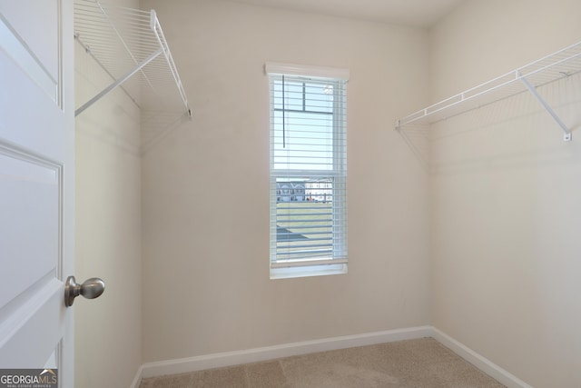 walk in closet with carpet flooring