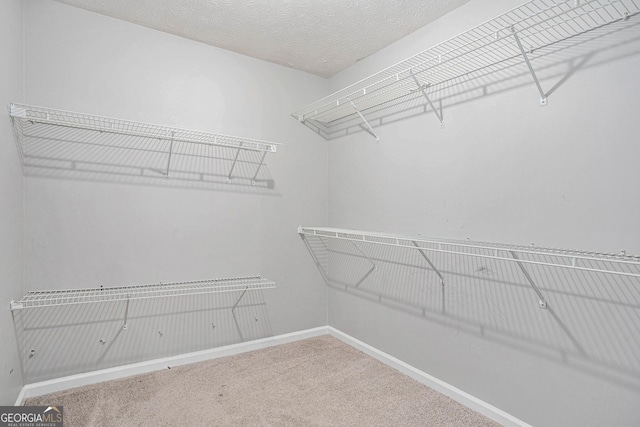 walk in closet featuring carpet floors