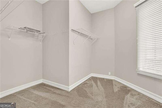 spacious closet featuring carpet