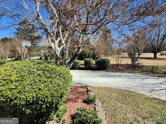 view of yard featuring concrete driveway