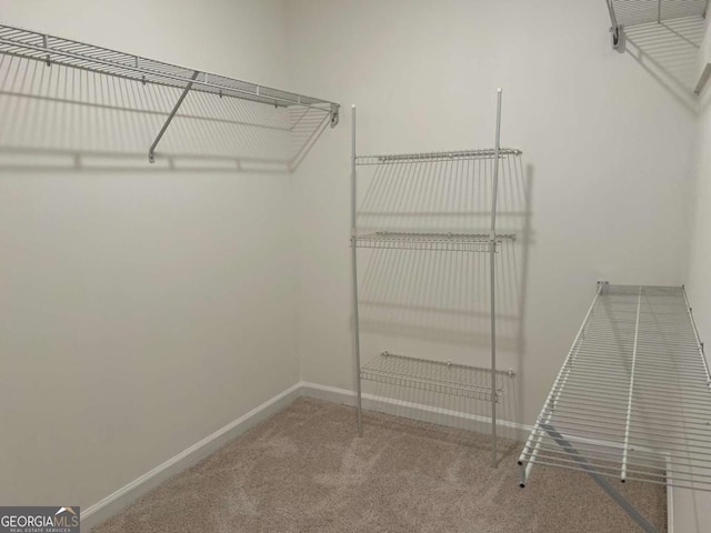 walk in closet featuring carpet flooring