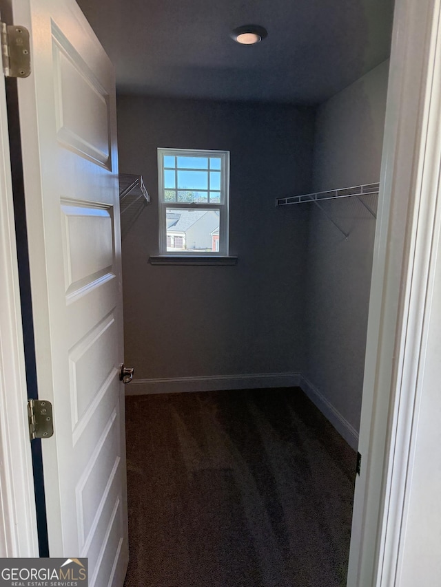 spacious closet featuring carpet flooring