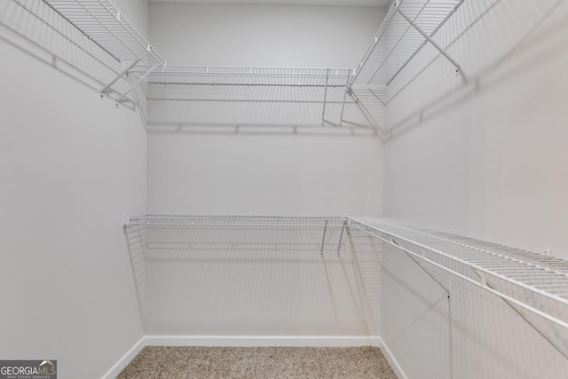 spacious closet featuring carpet floors