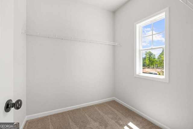 walk in closet featuring carpet flooring