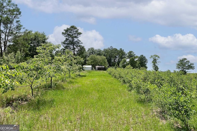 view of local wilderness