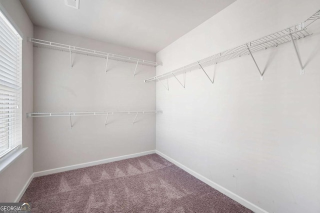 spacious closet featuring carpet floors