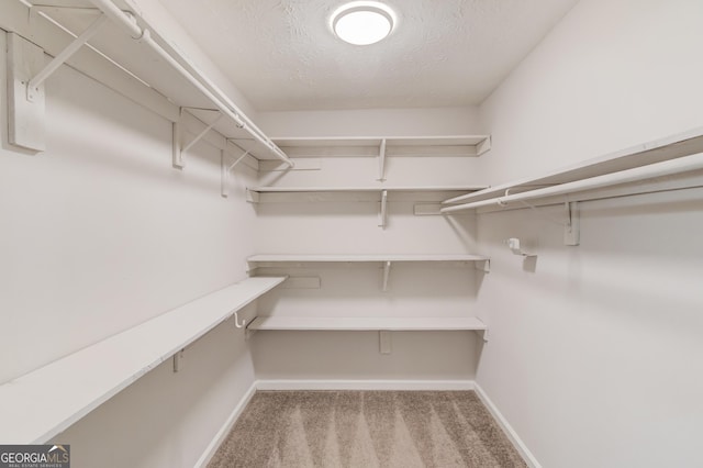 walk in closet with carpet floors