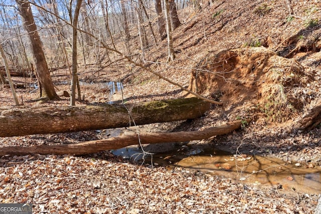 view of local wilderness