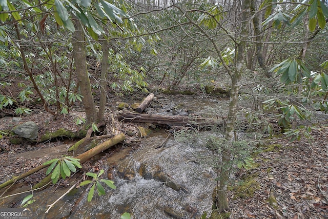 view of local wilderness